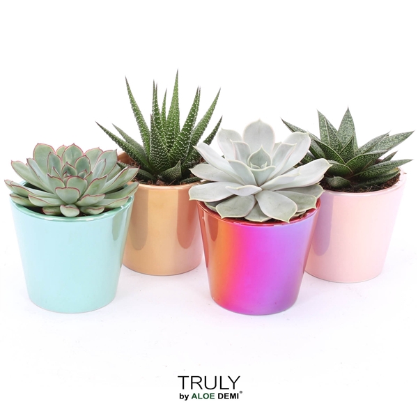 <h4>TRULY succulent, Disco - pearl shine</h4>