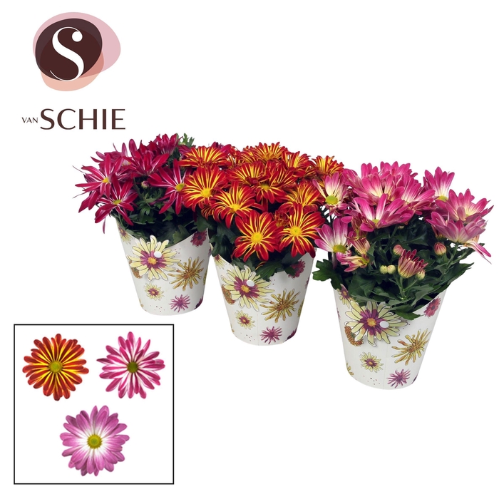 <h4>CHRYS GEM 2 KL BLOEM</h4>