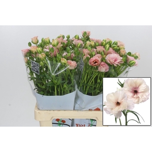 RAN BUTTERFL ARIADNE