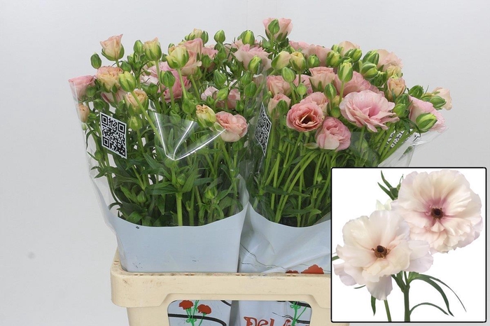 <h4>RAN BUTTERFL ARIADNE</h4>