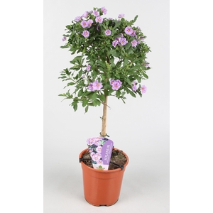 Solanum rantonnetii Charles Pink Star