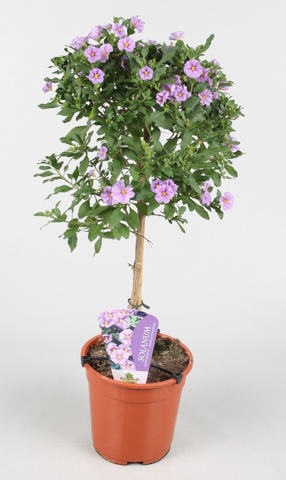 <h4>Solanum rantonnetii Charles Pink Star</h4>