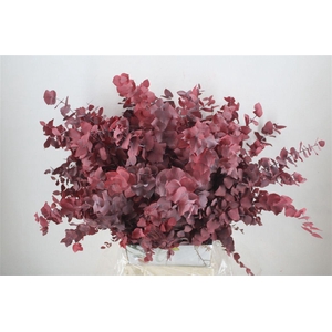 Pres Euca Stuartiana Red P Bunch