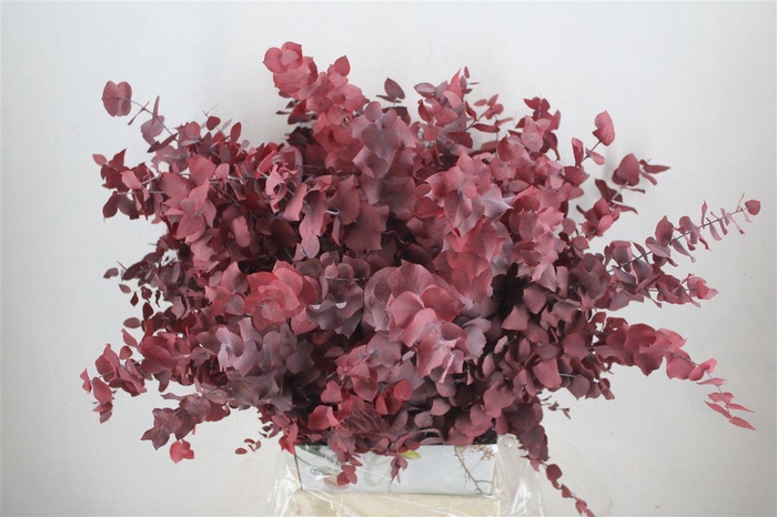 <h4>Pres Euca Stuartiana Red P Bunch</h4>