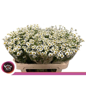 TANA PA SINGLE VEGMO