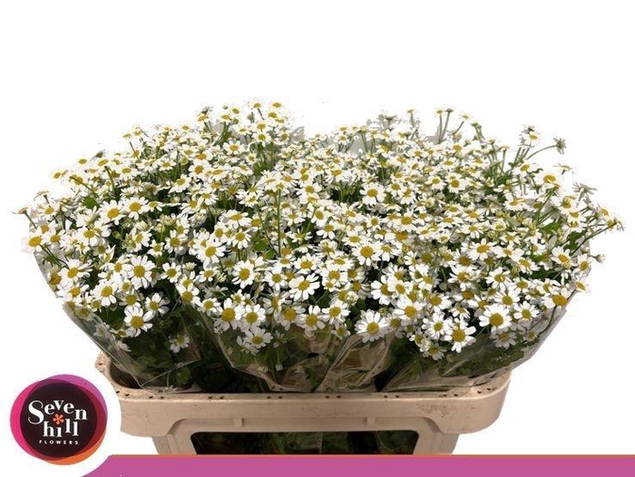 <h4>TANA PA SINGLE VEGMO</h4>