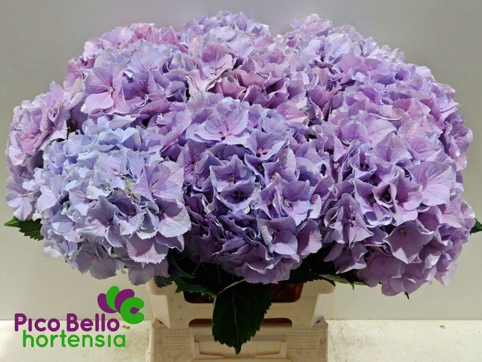 <h4>Hydrangea royal benefit</h4>