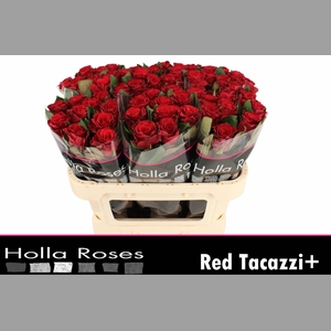 R GR RED TACAZZI+