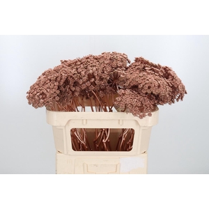 Ammi Zaad Kl Bh Koper