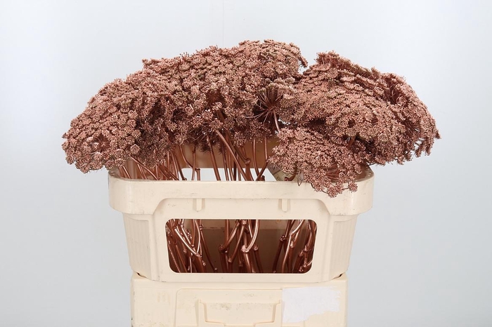 <h4>Ammi Zaad Kl Bh Koper</h4>