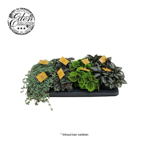 <h4>pilea gemengd 12cm</h4>