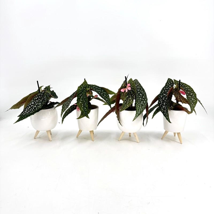 <h4>BEGONIA MACULATA p7</h4>