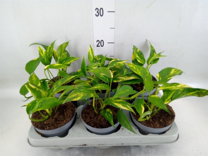 <h4>Epipremnum   ...</h4>