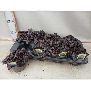 AJUGA FF N NIGHTINGA