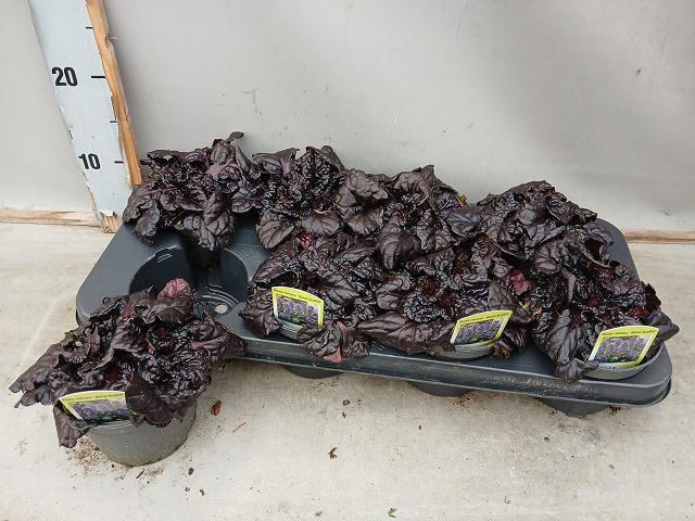 <h4>AJUGA FF N NIGHTINGA</h4>