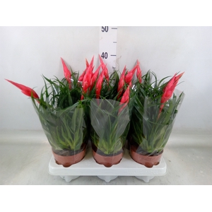 Vriesea  'Astrid'
