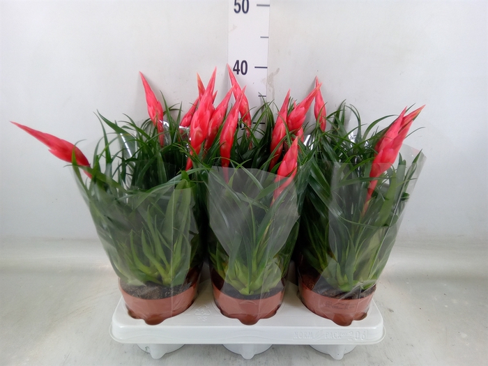 <h4>Vriesea  'Astrid'</h4>