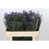 Aster Casamare
