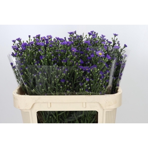 Aster Casamare