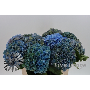 Hydrangea royal parade classic