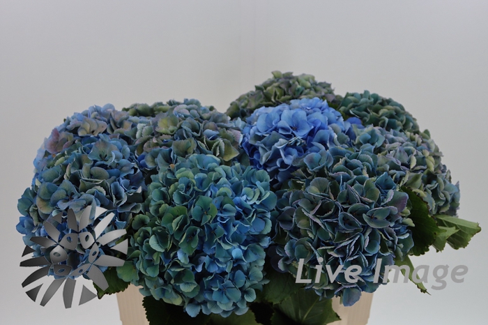 <h4>Hydrangea royal parade classic</h4>
