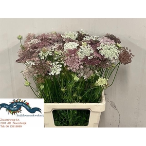 DAUCUS CAROTA DARA