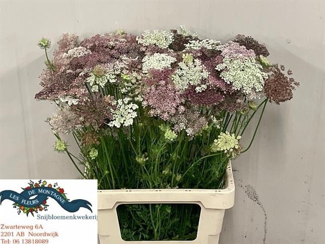 <h4>DAUCUS CAROTA DARA</h4>