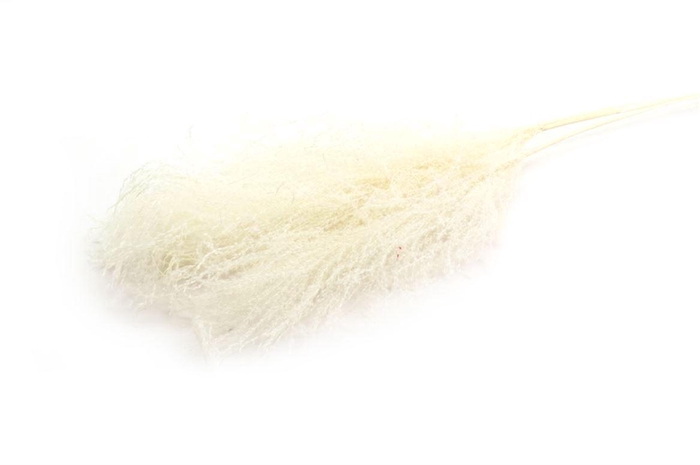 <h4>Dried Silvergrass Natural Xl 5pcs Bunch</h4>