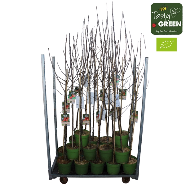 Bio fruitbomen halfstammen mix CC P27