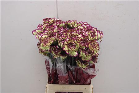 <h4>Di St Extravaganza</h4>