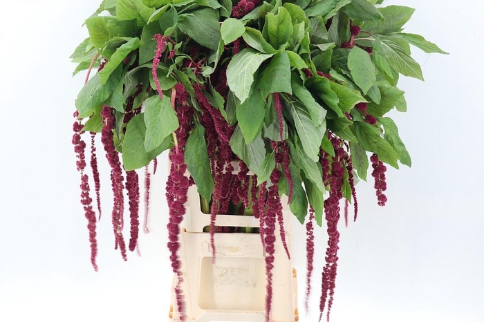 <h4>-Amaranthus Cau Red Cord</h4>