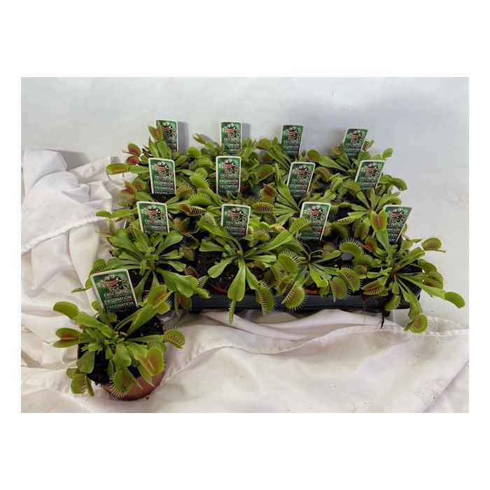 <h4>Dionaea muscipula (Cites) 9Ø 10cm</h4>