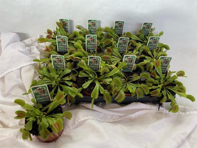 Dionaea muscipula (Cites) 9Ø 10cm