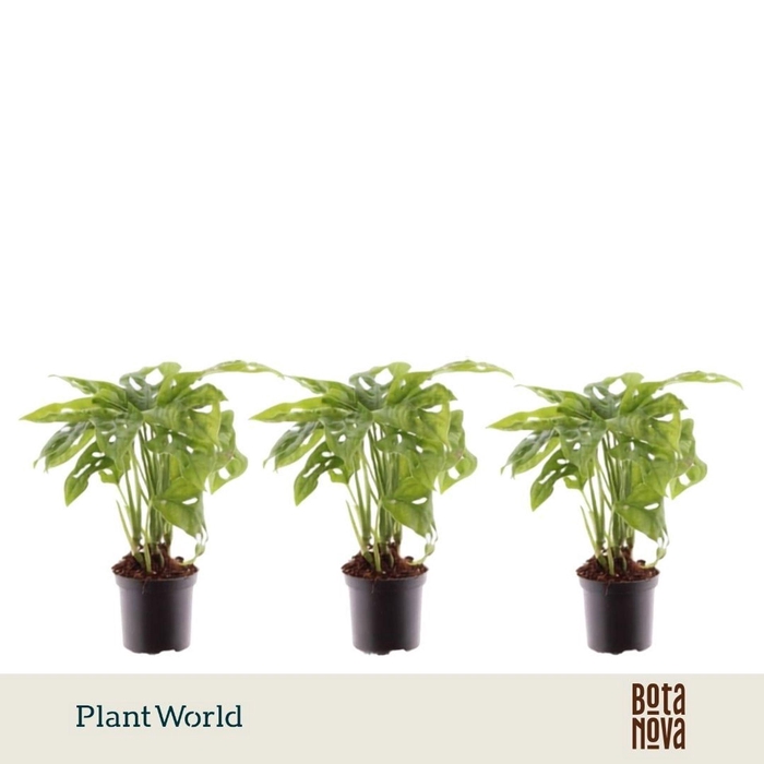 <h4>Monstera obliqua Monkey Leaf</h4>