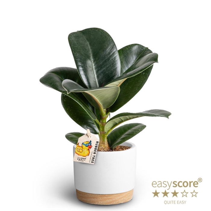 <h4>FICUS ELASTICA P10 SOFIA WB WHITE</h4>