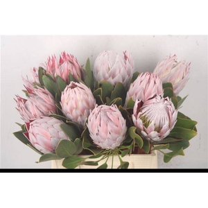 PROTEA CYNAROIDES