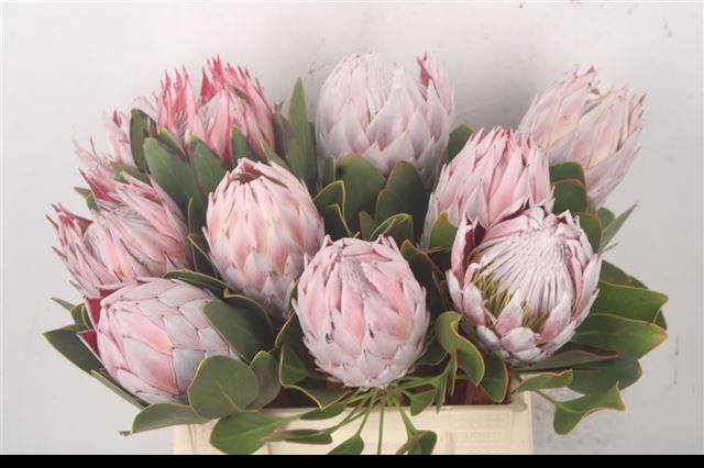 <h4>PROTEA CYNAROIDES</h4>