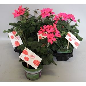 Pelargonium Calliope landscape Rose