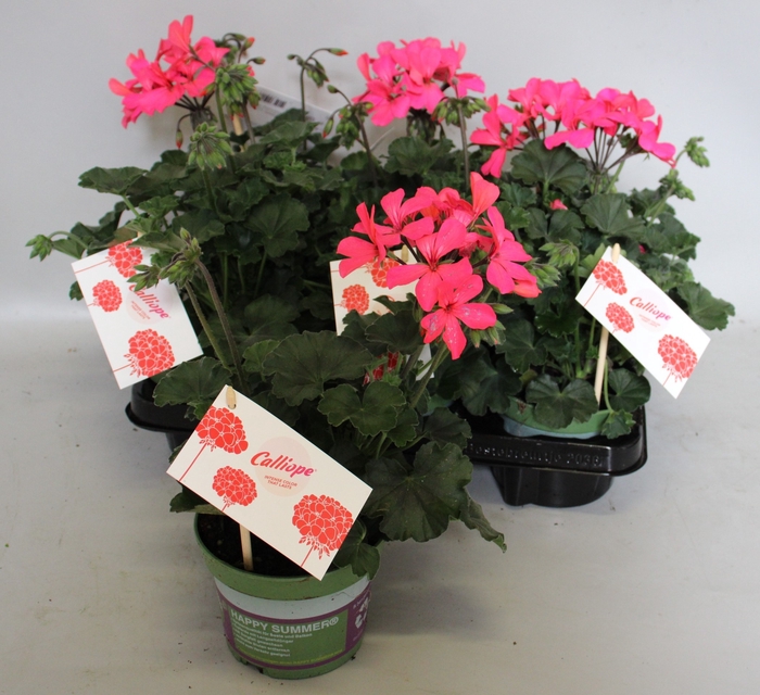 <h4>Pelargonium Calliope landscape Rose</h4>