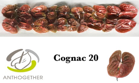 <h4>Anthurium Cognac</h4>