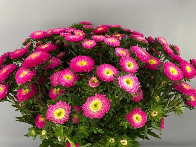 <h4>Callis Mats Pink</h4>