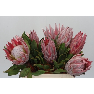 Protea Cynaroides