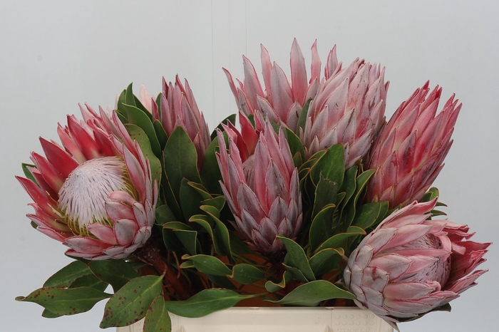 <h4>Protea Cynaroides</h4>