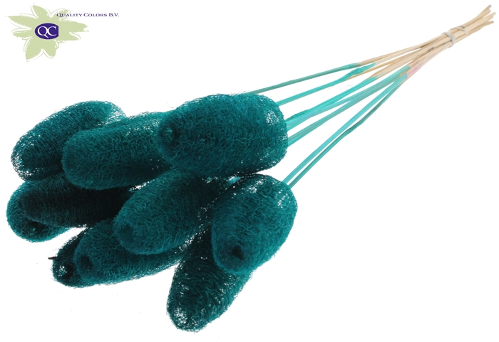 Luffa Mini on stem Turquoise