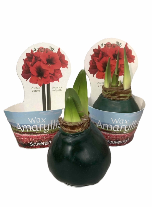 <h4>HIPPEASTRUM-HYBRID P14</h4>