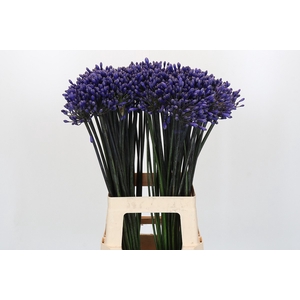 Agapanthus Intermedius