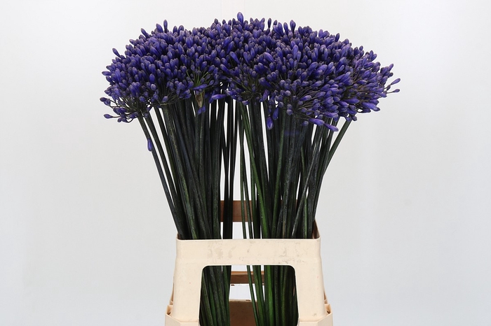 <h4>Agapanthus Intermedius</h4>
