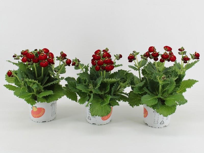 Calceolaria Calynopsis rood