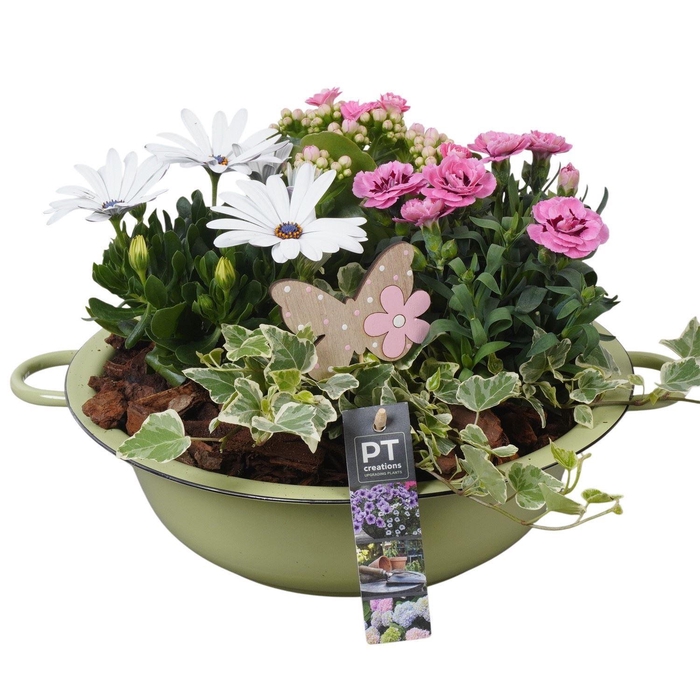 <h4>Arr.   Perkplanten L%</h4>