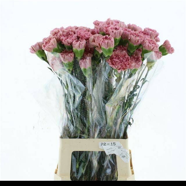 <h4>DI ST LEGE PINK</h4>